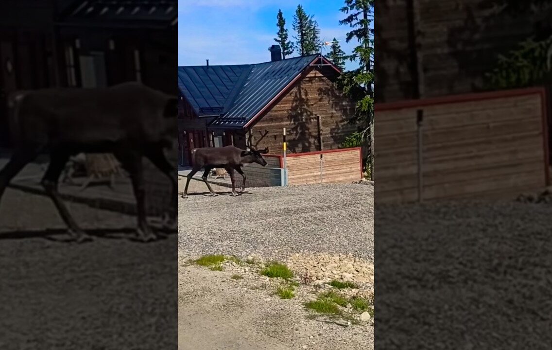 Wildsultan Sverige entfesselt Ein Abenteuer für wahre Genießer