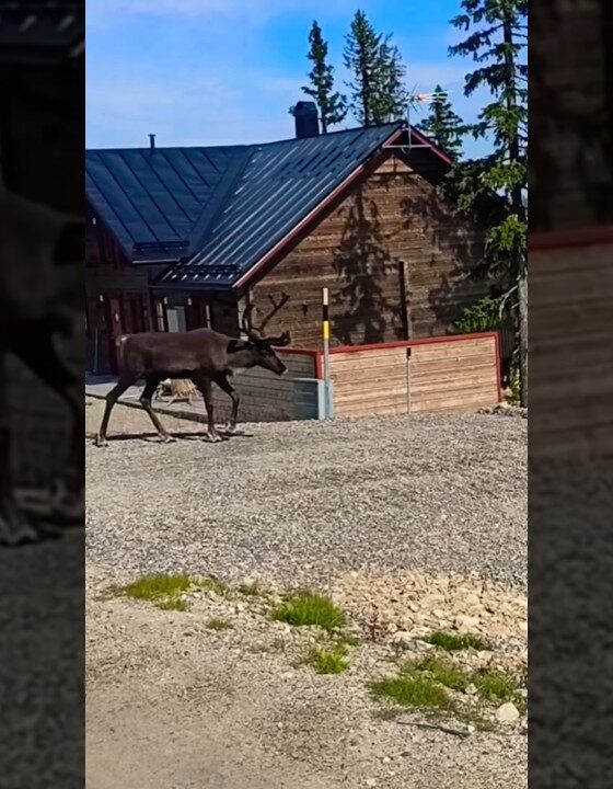 Wildsultan Sverige entfesselt Ein Abenteuer für wahre Genießer